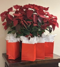 469495918_10164778103631258_710563983128175784_n 469495918_10164778103631258_710563983128175784_n