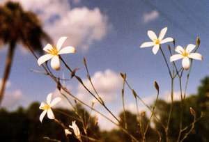 AlvaFlower